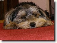 Jorkšírský terier, Yorkshire Terrier,