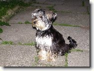 Jorkšírský terier, Yorkshire Terrier,