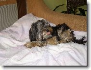 Jorkšírský terier, Yorkshire Terrier,