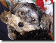 Jorkšírský terier, Yorkshire Terrier,