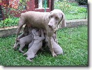 Weimaraner, Weimaraner Vorsterhund