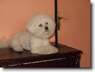 Bichon á poil frisé, Bichon Frise