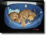 Poodle, Caniche