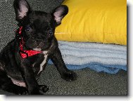 Bouledogue francais, French Bulldog
