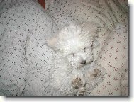 Bichon á poil frisé, Bichon Frise