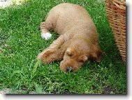 English Cocker Spaniel
