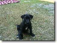 Deutsche Dogge