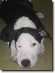 American Staffordshire Terrier