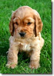 English Cocker Spaniel