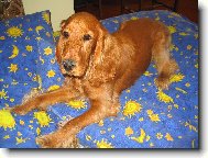 English Cocker Spaniel