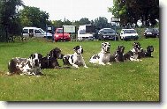 Deutsche Dogge