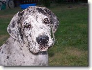 Deutsche Dogge