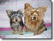 Jorkšírský terier, Yorkshire Terrier,