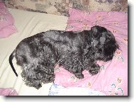 Czech Terrier