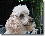 Poodle, Caniche