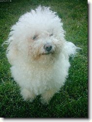 Bichon á poil frisé, Bichon Frise