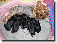 Jorkšírský terier, Yorkshire Terrier,