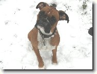 Deutscher Boxer