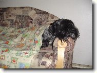 Czech Terrier