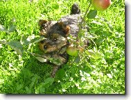 Jorkšírský terier, Yorkshire Terrier,