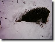 Poodle, Caniche
