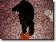 Poodle, Caniche