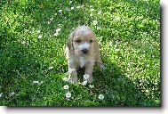 English Cocker Spaniel