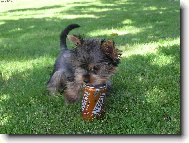 Jorkšírský terier, Yorkshire Terrier,