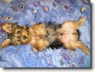 Jorkšírský terier, Yorkshire Terrier,