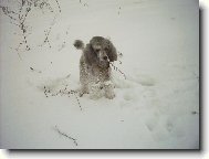 Poodle, Caniche