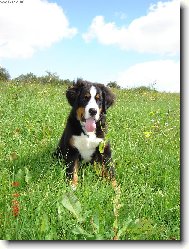 Berner Sennenhund