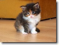 Maine Coon