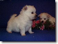 Deutscher spitz - Mittelspitz, German Spitz Medium size Spitz