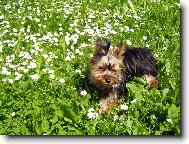 Jorkšírský terier, Yorkshire Terrier,