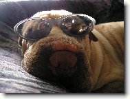 Shar-Pei