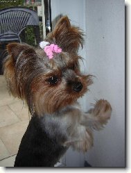 Jorkšírský terier, Yorkshire Terrier,