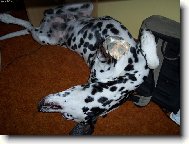 Dalmatinac, Dalmatian