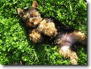 Jorkšírský terier, Yorkshire Terrier,