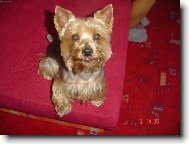 Jorkšírský terier, Yorkshire Terrier,