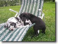 Deutsche Dogge