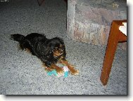 Cairn Terrier