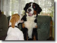 Berner Sennenhund