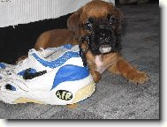 Deutscher Boxer