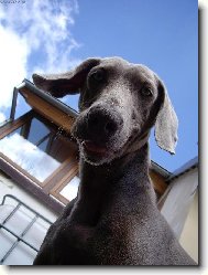 Weimaraner, Weimaraner Vorsterhund