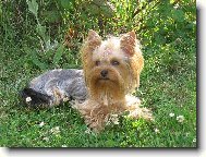 Jorkšírský terier, Yorkshire Terrier,