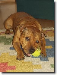 Staffordshire Bullterrier