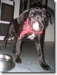Deutsche Dogge