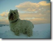West Highland White Terrier