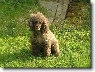 Poodle, Caniche