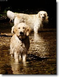 Golden Retriever
